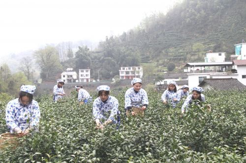 岚皋富硒茶在哪买的好?。ǜ晃枰抖嗌偾唤铮?硒宝网