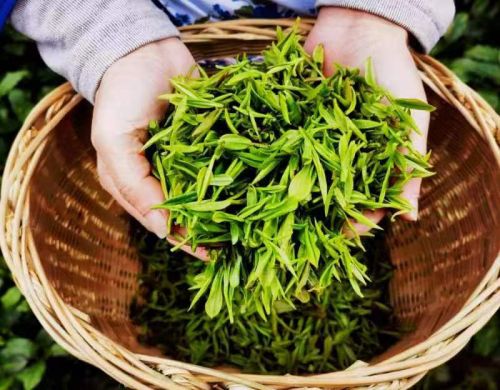 岚皋富硒茶在哪买的好啊(富硒茶叶多少钱一斤)-硒宝网