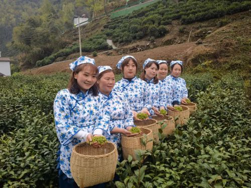 岚皋富硒茶在哪买的好?。ǜ晃枰抖嗌偾唤铮?硒宝网