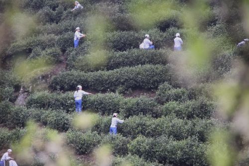 岚皋富硒茶在哪买的好?。ǜ晃枰抖嗌偾唤铮?硒宝网