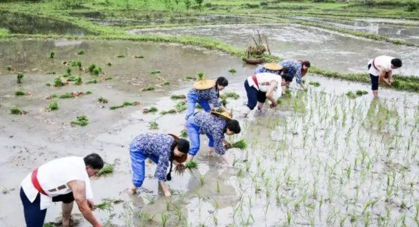 石台富硒茶在哪里生产的