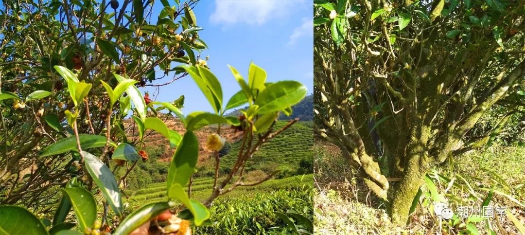 明前陕西紫阳富硒茶价格