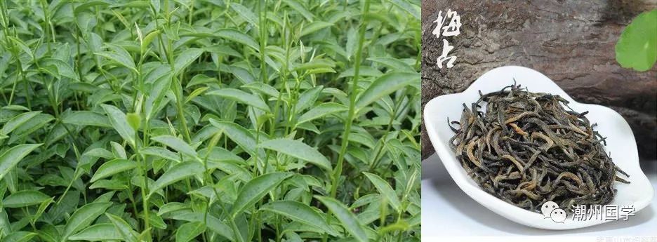 明前陕西紫阳富硒茶价格