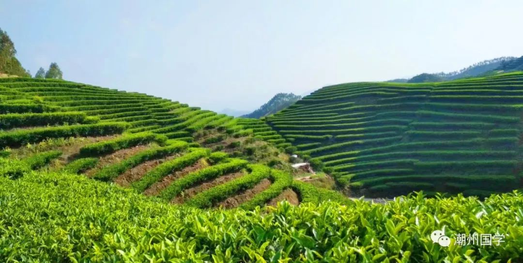 明前陕西紫阳富硒茶价格