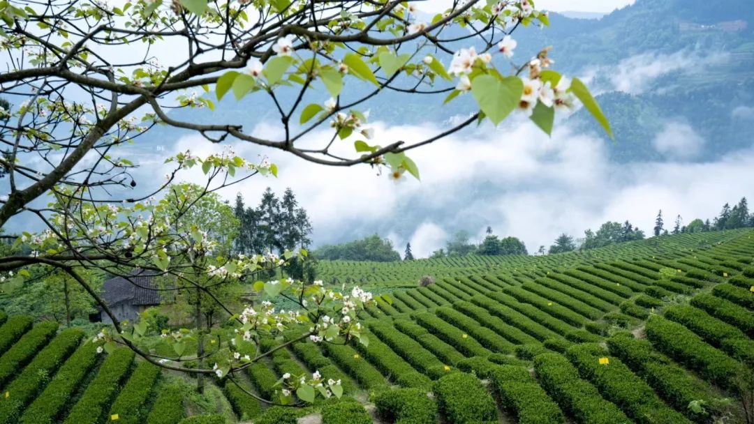 天津恩施富硒茶在哪里买