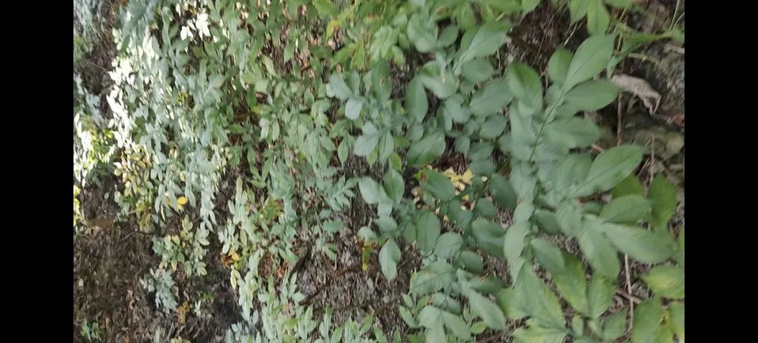 西安紫阳富硒茶在哪里卖