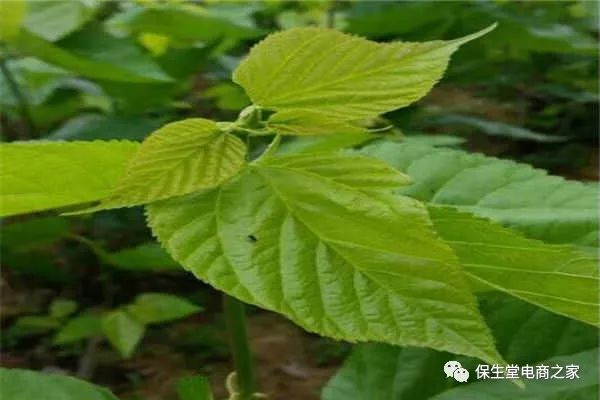 富硒桑叶茶什么时候喝好