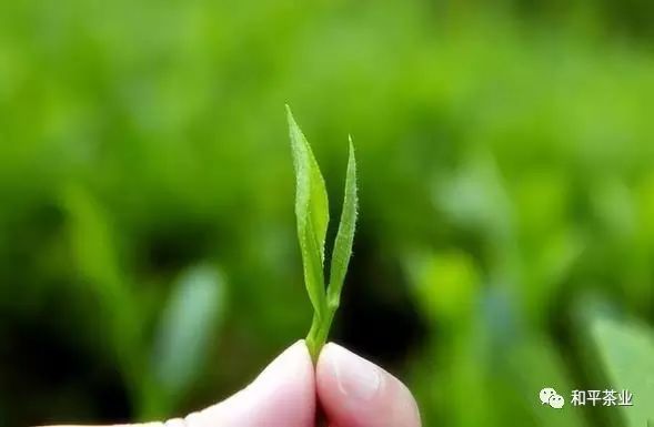 紫阳富硒茶什么时候上市(紫阳富硒茶厂)-硒宝网