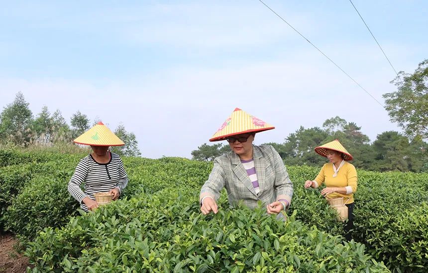 兴业县山心茶   富硒