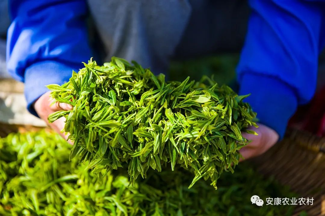 安康富硒茶销售培训中心