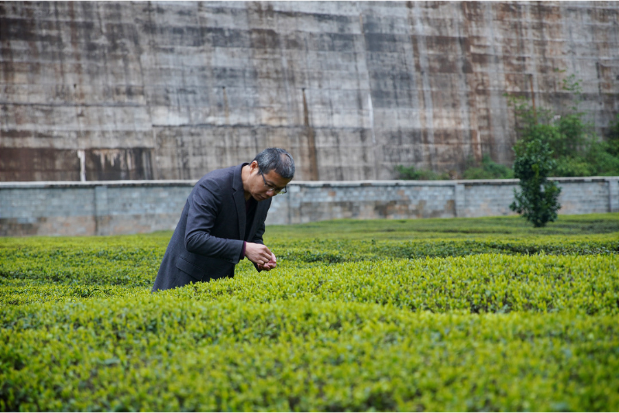 富硒茶恩施玉露哪里有卖
