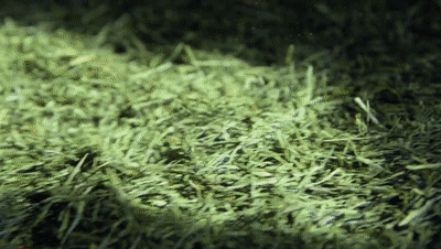 富硒茶恩施玉露哪里有卖