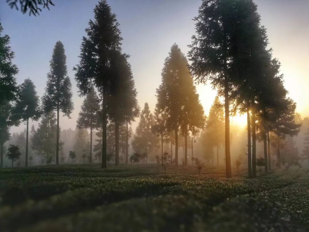 贵州哪些地方产富硒茶呢(贵州富硒绿茶)-硒宝网