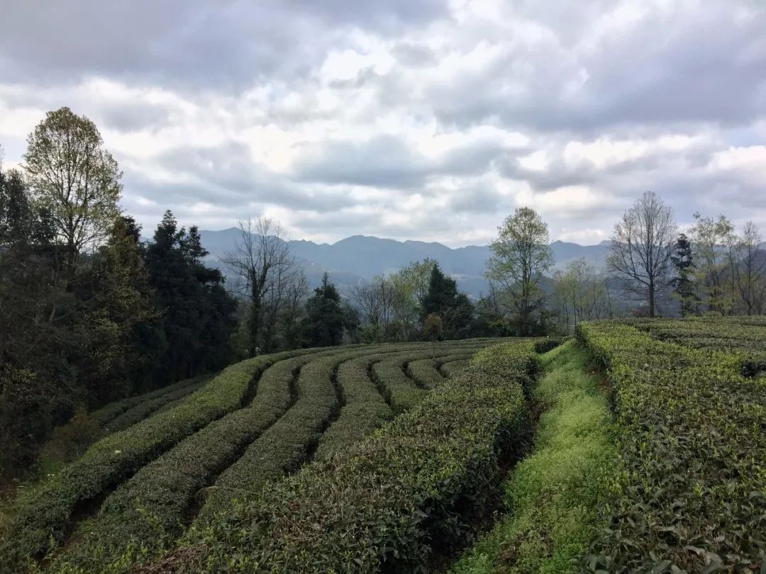贵州哪些地方产富硒茶呢(贵州富硒绿茶)-硒宝网