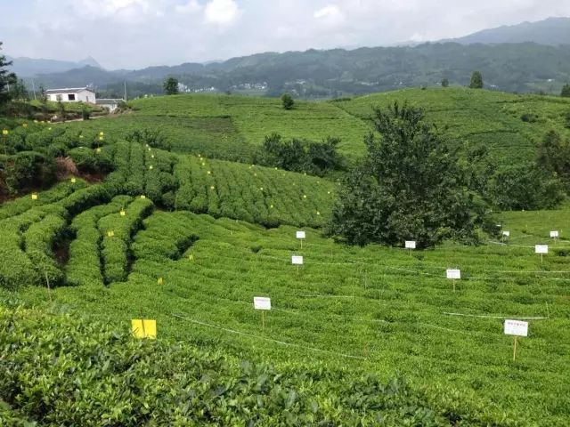 贵州哪些地方产富硒茶呢(贵州富硒绿茶)-硒宝网