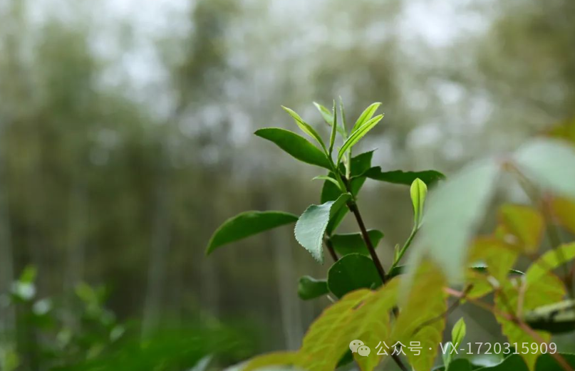 紫阳茶叶富硒茶怎么样喝