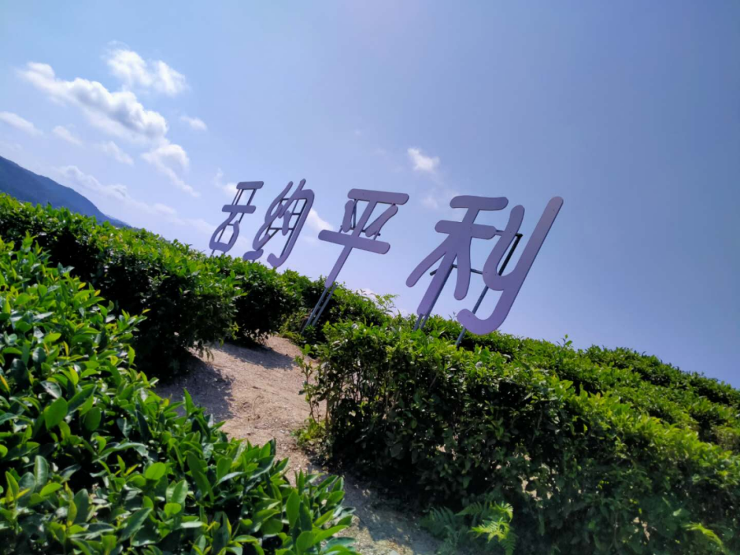 陕西富硒茶喝了有什么用