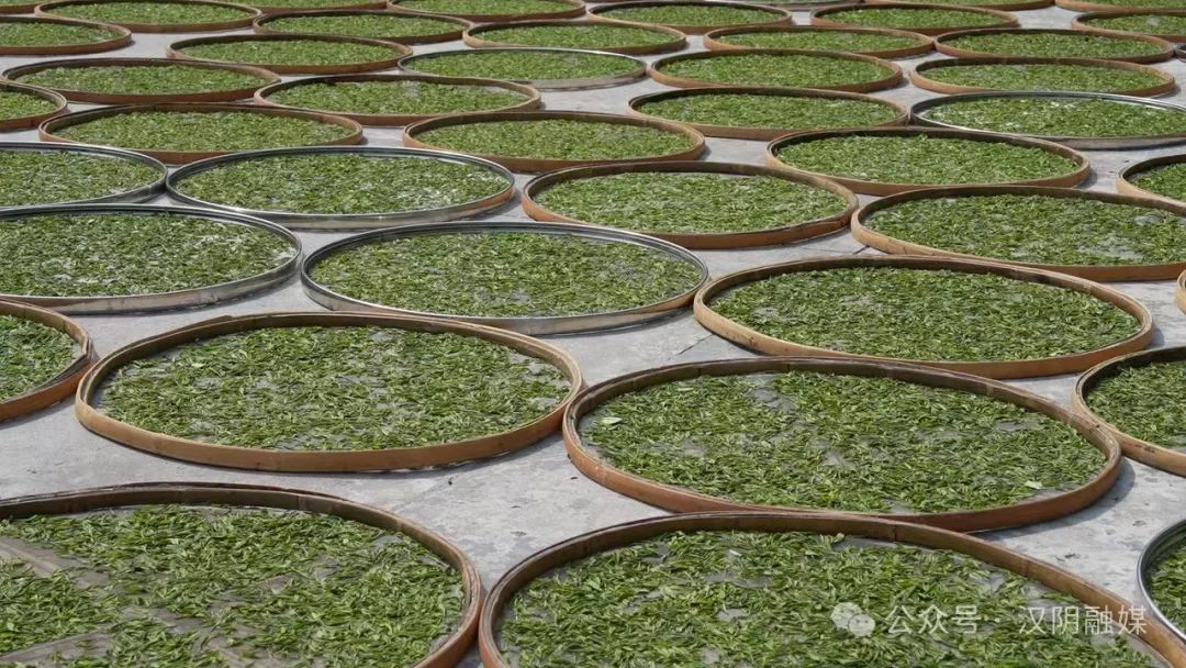 汉阴哪里有富硒茶卖的啊(汉阴富硒茶介绍)-硒宝网