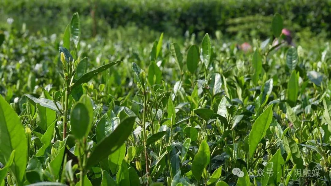 汉阴哪里有富硒茶卖的?。ê阂醺晃杞樯埽?硒宝网