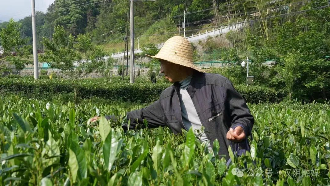 汉阴哪里有富硒茶卖的?。ê阂醺晃杞樯埽?硒宝网