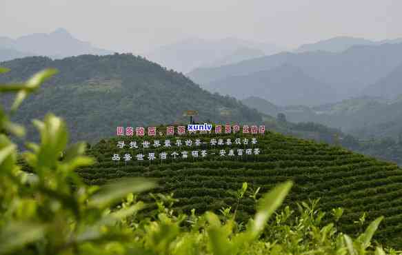 陕西安茶叶基地，安富硒茶基地：打造陕南绿色产业名片