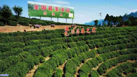陕西安茶叶基地，安富硒茶基地：打造陕南绿色产业名片