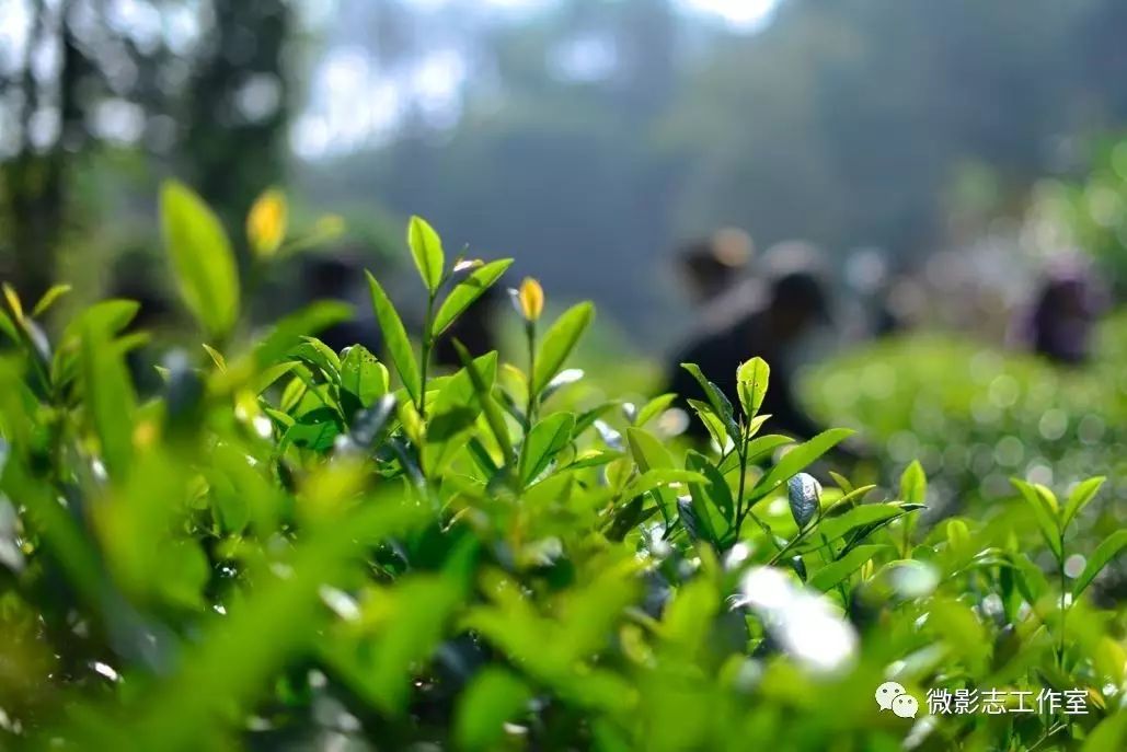 汉阴哪里有富硒茶卖的?。ú杪舾晃阂跤新袈穑?硒宝网