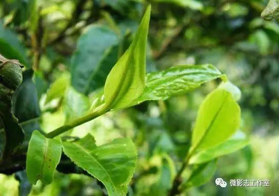 汉阴哪里有富硒茶卖的?。ú杪舾晃阂跤新袈穑?硒宝网