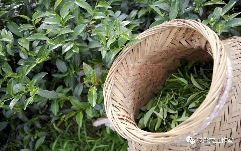 汉阴哪里有富硒茶卖的?。ú杪舾晃阂跤新袈穑?硒宝网