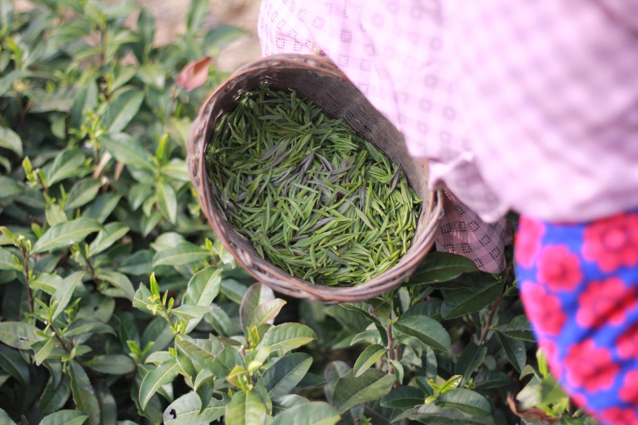 富硒紫阳茶在西安有店吗
