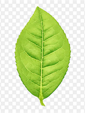 紫阳富硒白茶种植基地