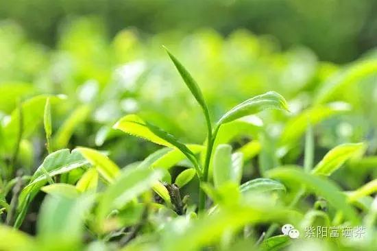 紫阳富硒茶效果如何样?。ㄗ涎舨韪晃瑁?硒宝网
