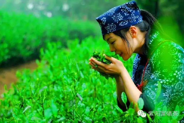 紫阳富硒茶效果如何样?。ㄗ涎舨韪晃瑁?硒宝网