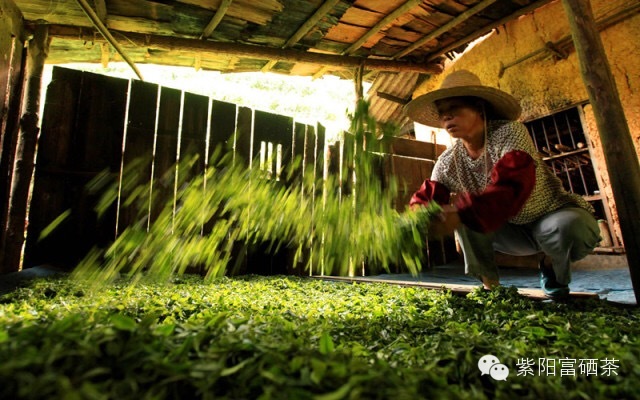 紫阳富硒茶效果如何样?。ㄗ涎舨韪晃瑁?硒宝网