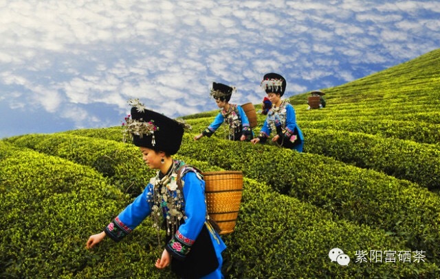 紫阳富硒茶效果如何样?。ㄗ涎舨韪晃瑁?硒宝网