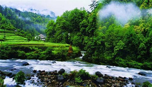 池州仙寓山富硒野茶怎样