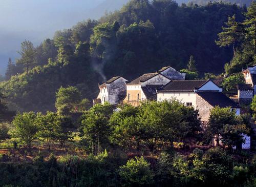 池州仙寓山富硒野茶怎样