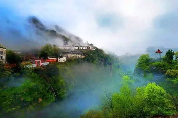 仙寓山富硒野生茶多少钱