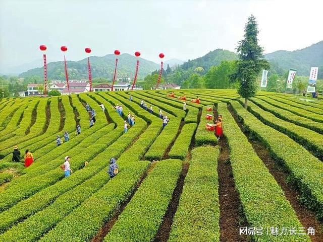 安徽省石台县富硒茶介绍
