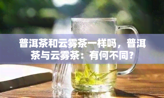 普洱茶和云雾茶一样吗，普洱茶与云雾茶：有何不同？