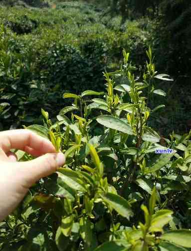 仙寓山野茶好不好，探究仙寓山野茶的品质：是否真的好？