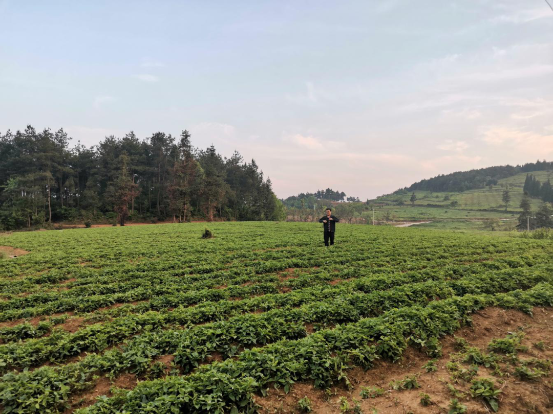 开阳县富硒茶多少钱一斤