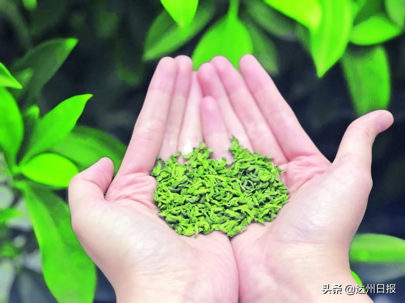 万源市富硒茶的市场价格