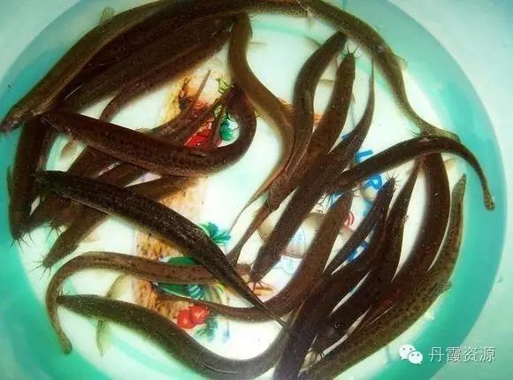 富硒大米什么时候开始吃