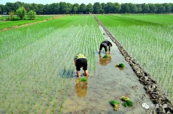 南京富硒大米产地的战略(南京大米加工企业)-硒宝网