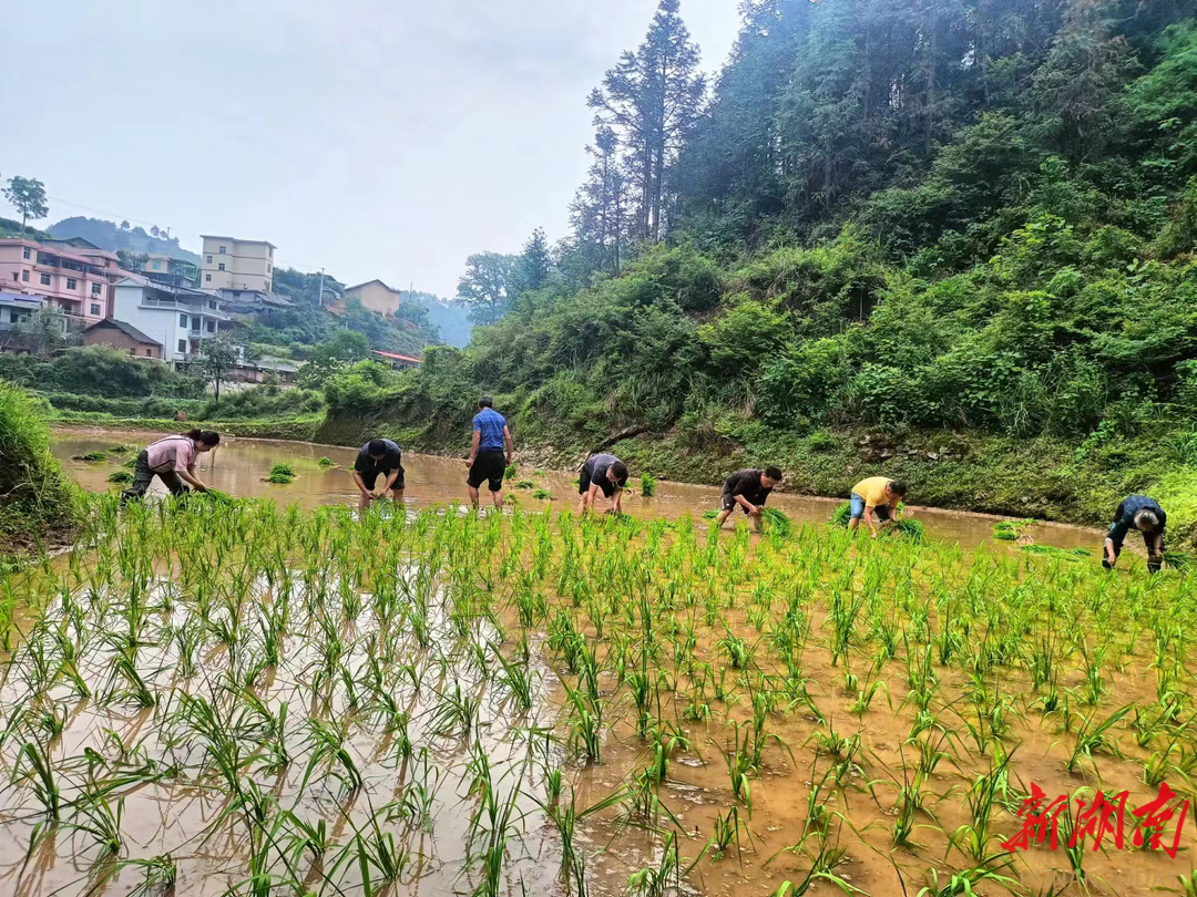 石榴坪乡高山富硒大米厂