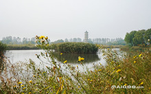 景阳富硒大米产地在哪里
