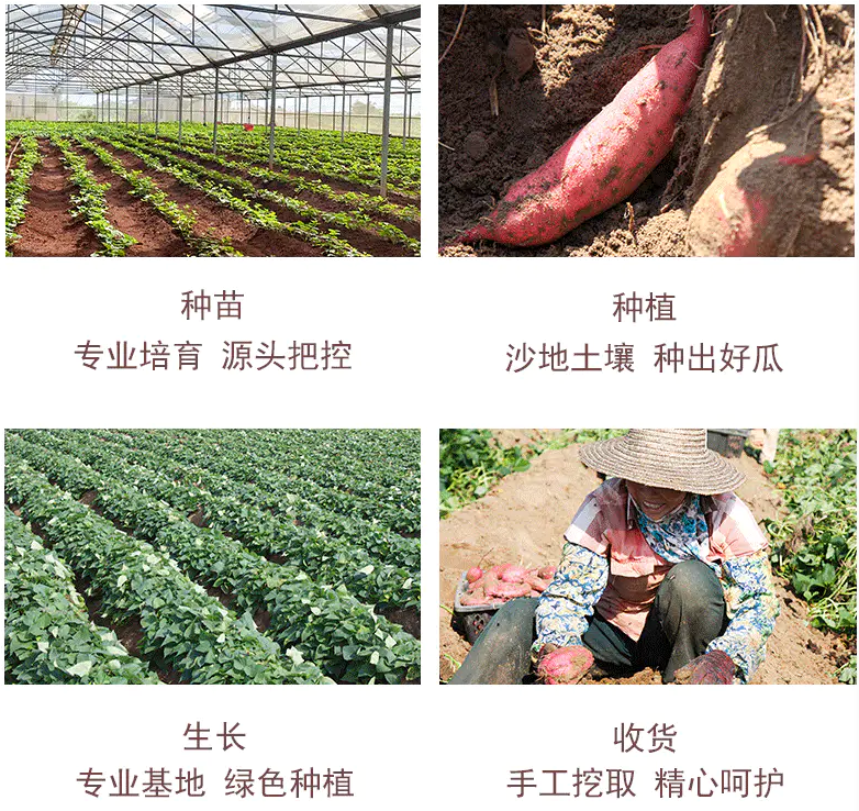 桥头富硒地瓜味道好吃吗