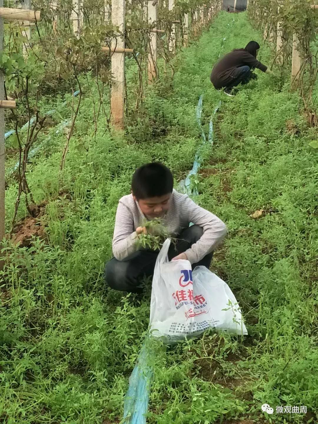 吃富硒面粉的功效与禁忌