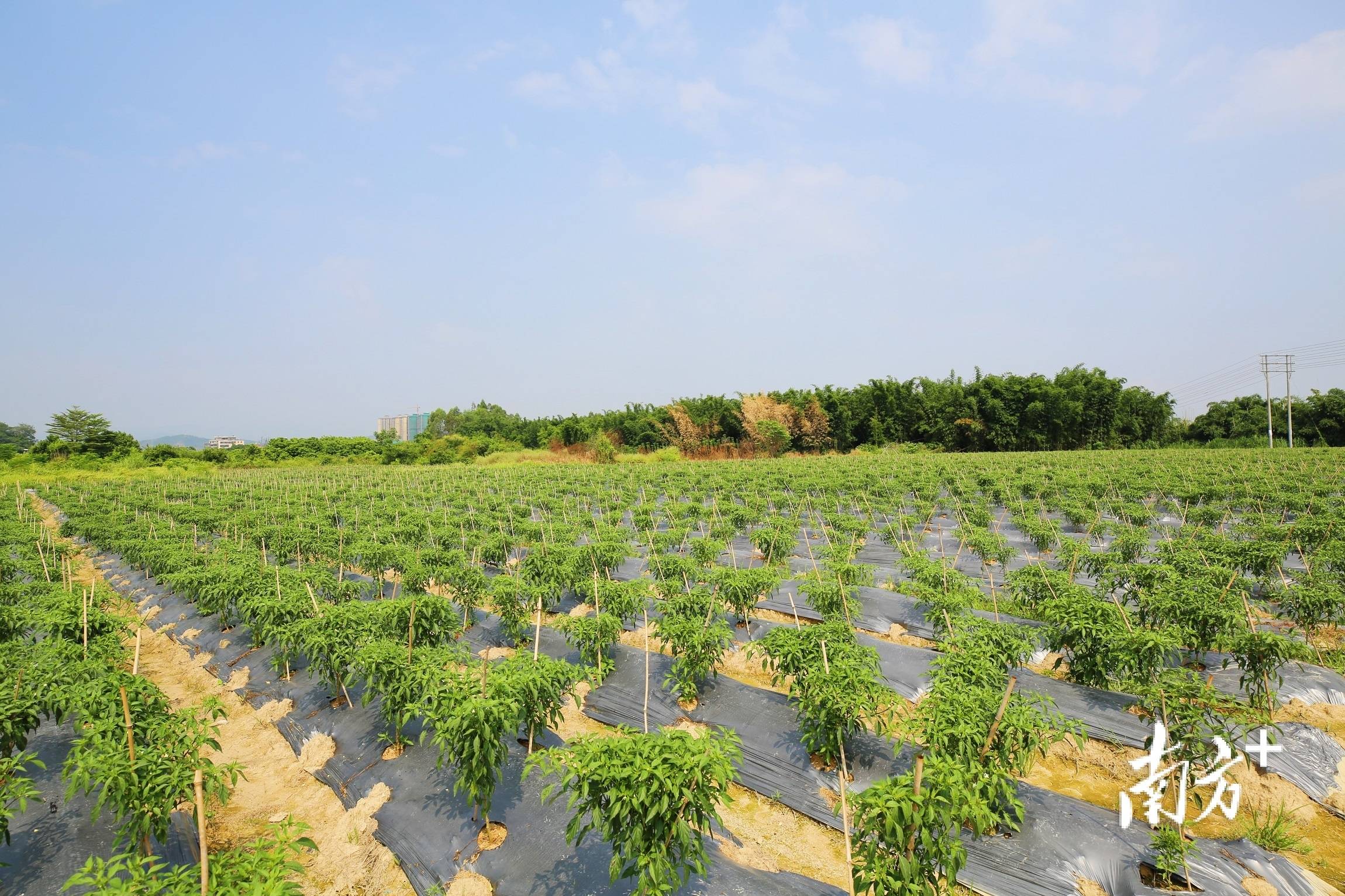 渠岸乡富硒蔬菜基地项目